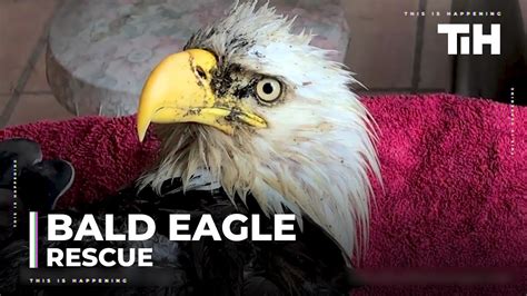 ECO chases down, rescues injured bald eagle